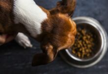 grain-free-dog-food